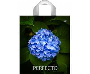 35*31 Perfecto Гортензия