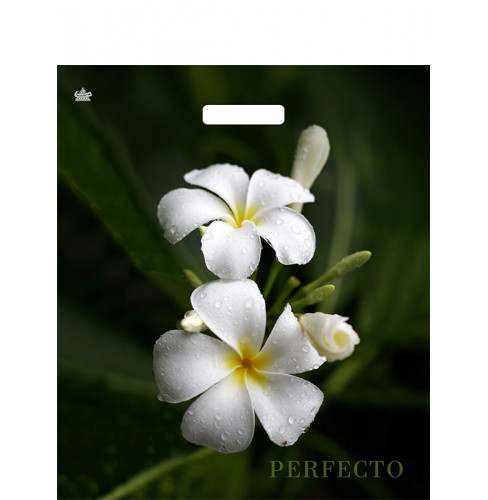 42*48 Perfecto Плюмерия